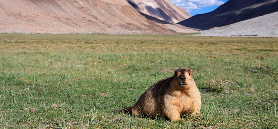 Marmot Animal In Changthang, Leh Ladakh