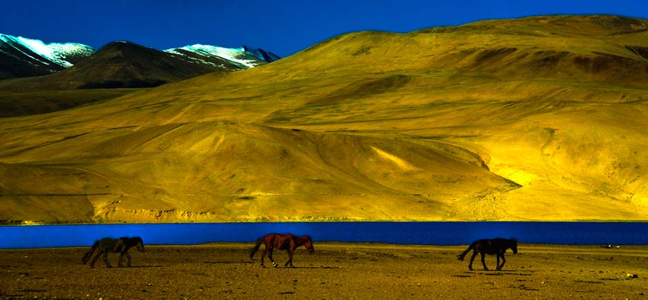 Lake In Changthang, Leh Ladakh