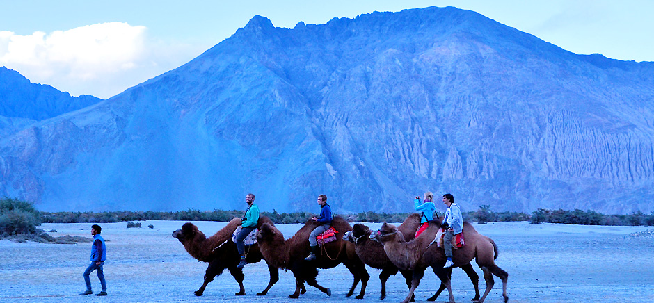 Camel Safari In Nubra Valley, Leh Ladakh
