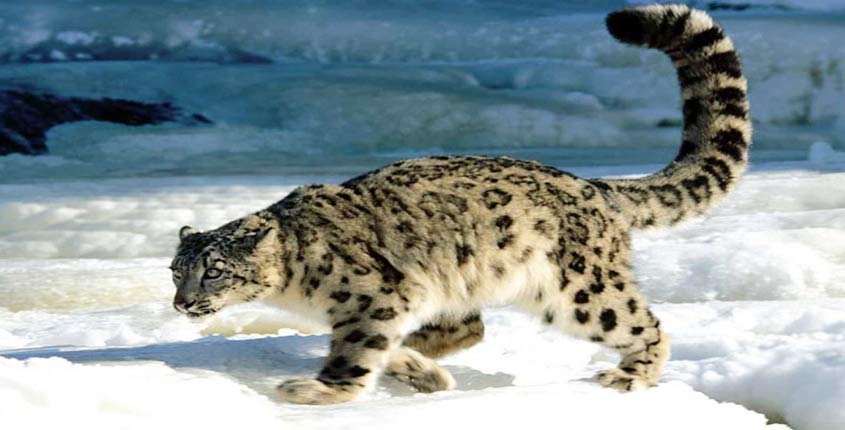 Wildlife