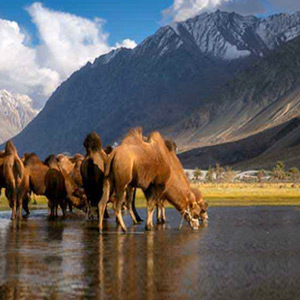 WILDLIFE TOUR PACKAGES FOR LEH LADAKH